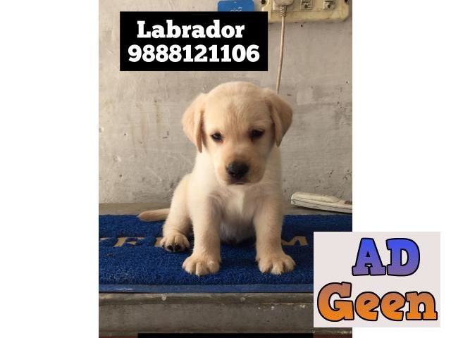used Labrador puppy buy and sell online in jalandhar city 9888121106 for sale 